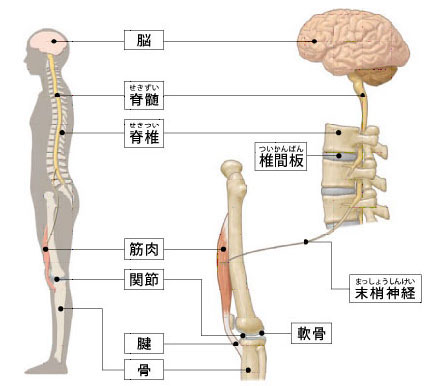 整形外科